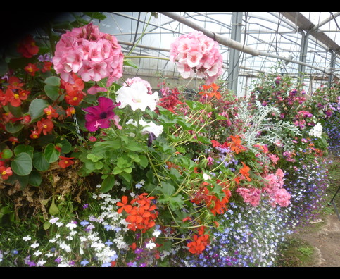 England Hanging Baskets 11