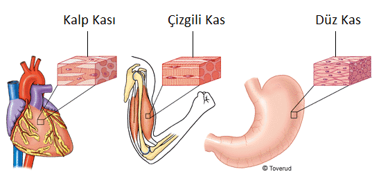 Kas Sistemi Bikifi