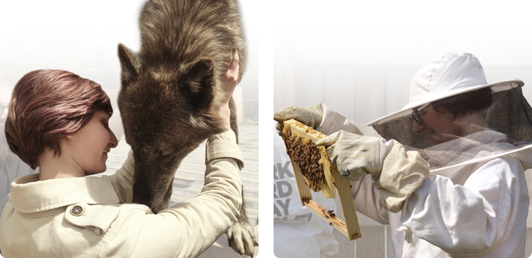 Two images side-by-side. Kate interacts with an abassador grey wolf at a rescue sanctuary. Kate holds a honeycomb frame with bees at an apiary.