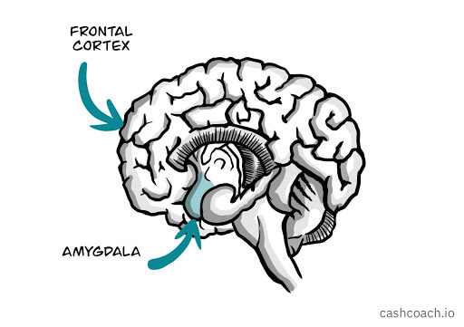 Illustration of where the Frontal Cortex and Amygdala are on the brain.