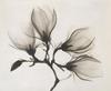 Anoniem, Tak met vier magnolia's 1910-1925. Röntgenstraling. Rijksmuseum
