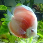 Before You Buy Discus Fish - 6 Easy Tips You'll Want to Know