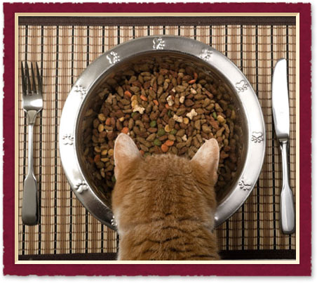 Pet Friendly Restaurants in austin, TX