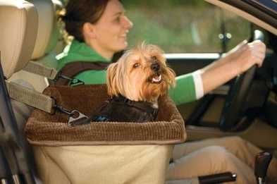 How to Install a Dog Car Seat