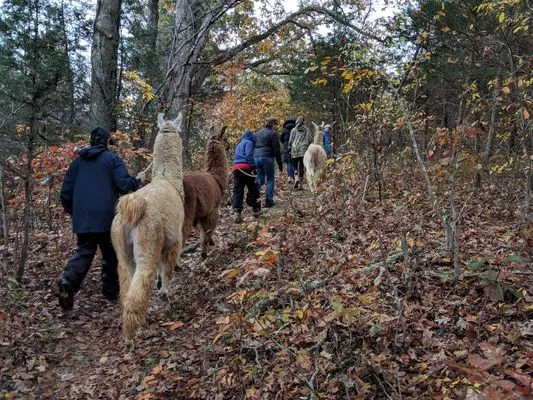 A group of llamas on a trek at Pleasant Grove Park