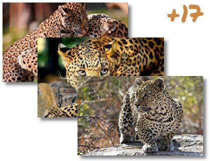 Leopard theme pack