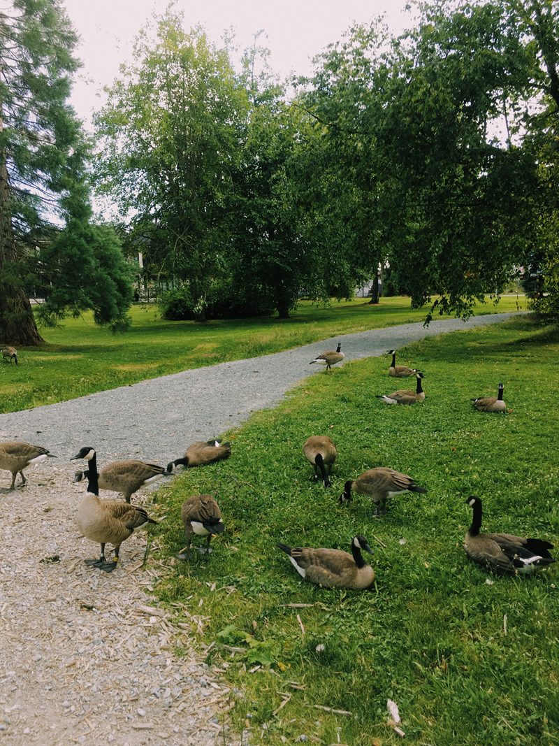 A bunch of geese at the park.