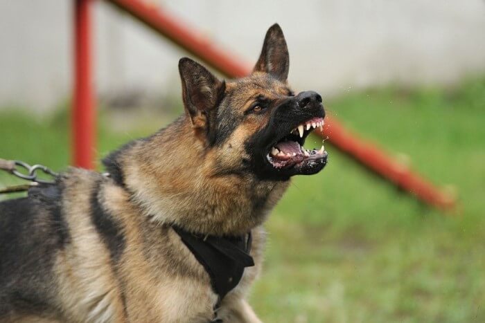 Dog showing it's teeth