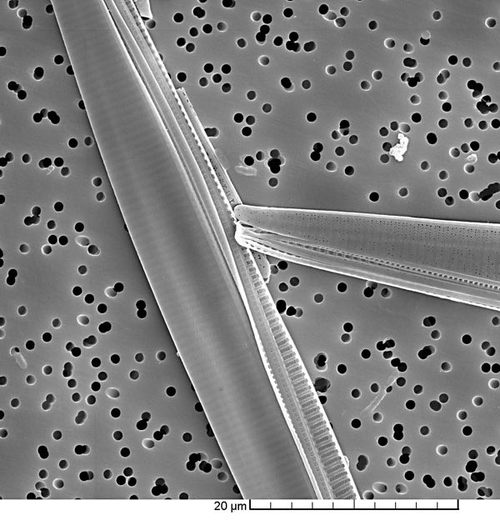 A scanning electron micrograph of Pseudo-nitzschia australis