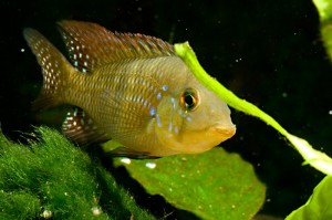Choosing The Best Filter For Your Freshwater Aquarium