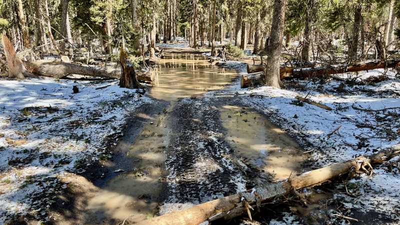 A flooded Forest Service road
