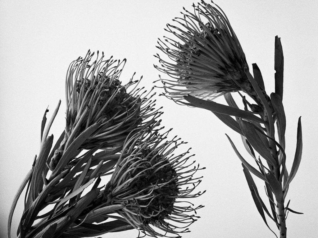 Wanting To See A World Pride 2023 Group Showcase UpNext