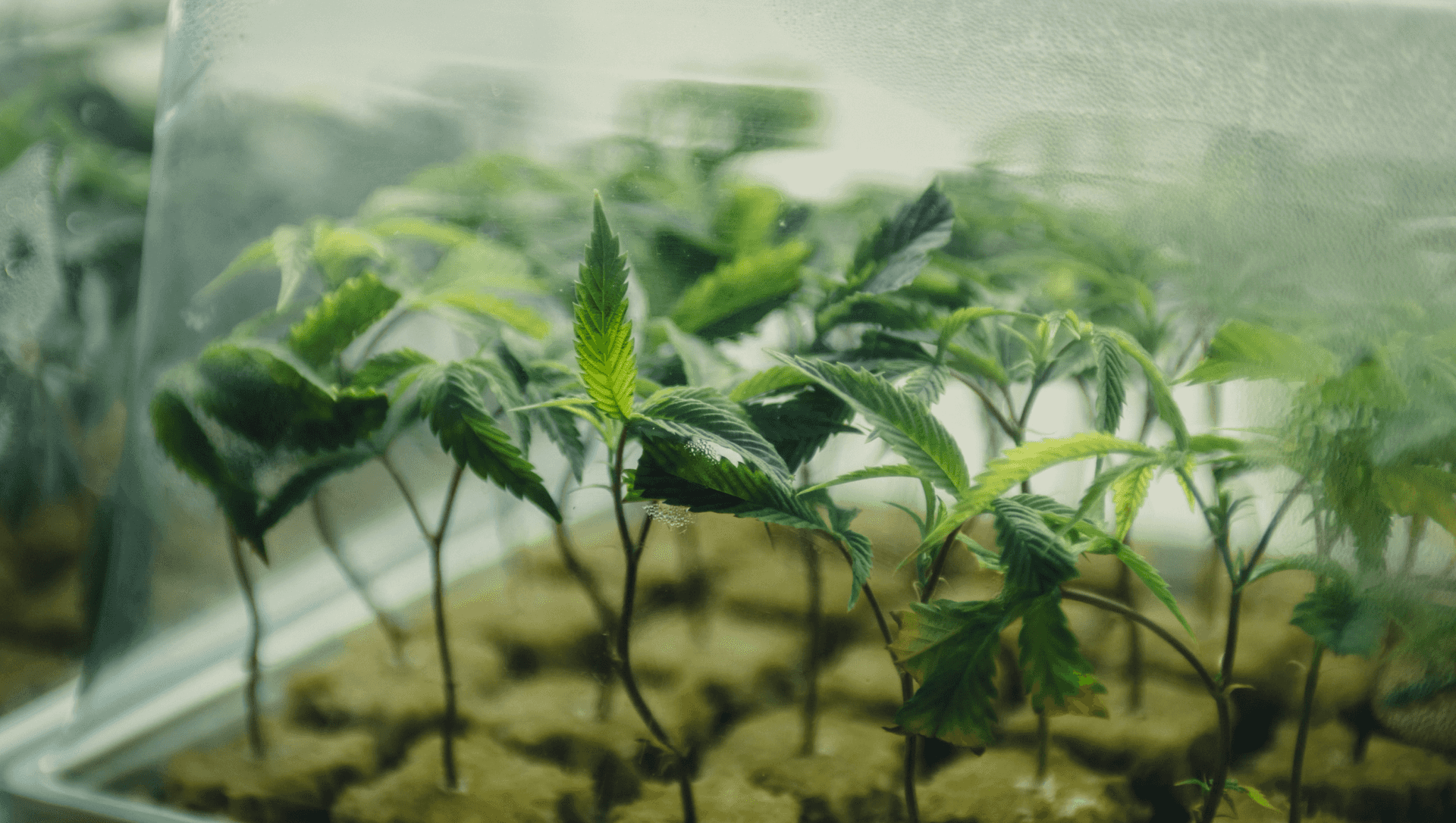 Torus Culture cannabis plants