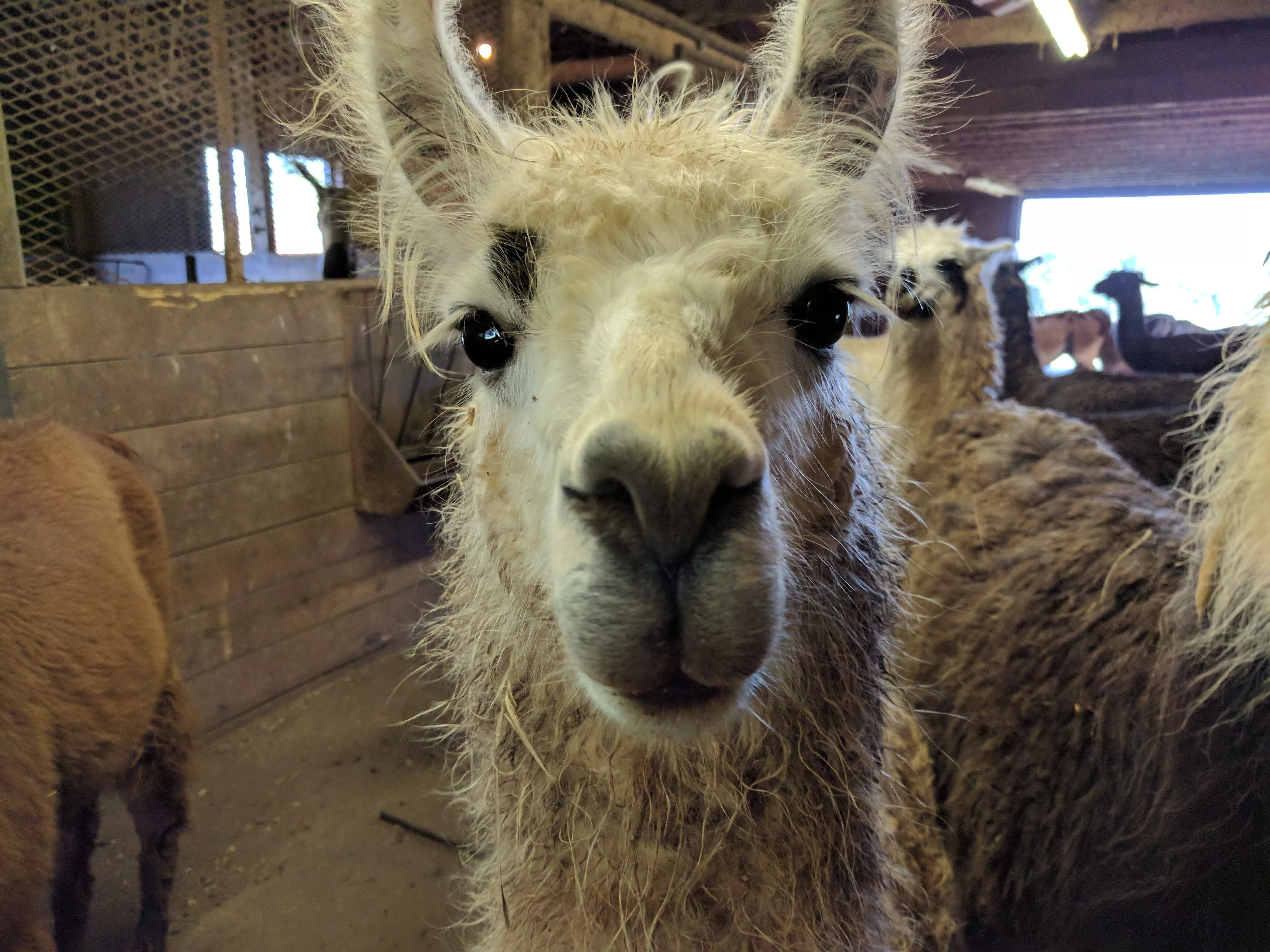 A photo of a llama named Hushabye staring at the camera