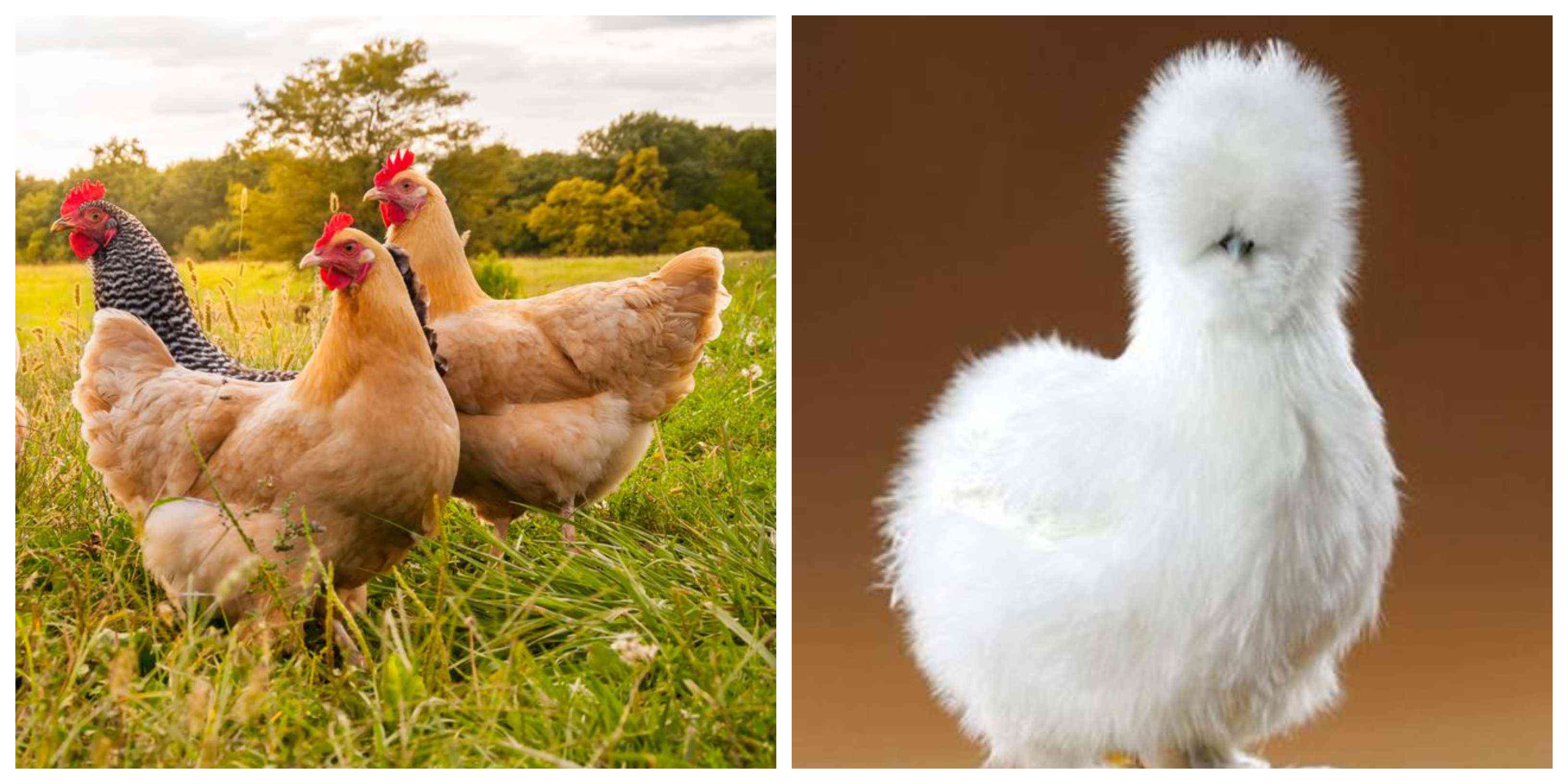 four hens