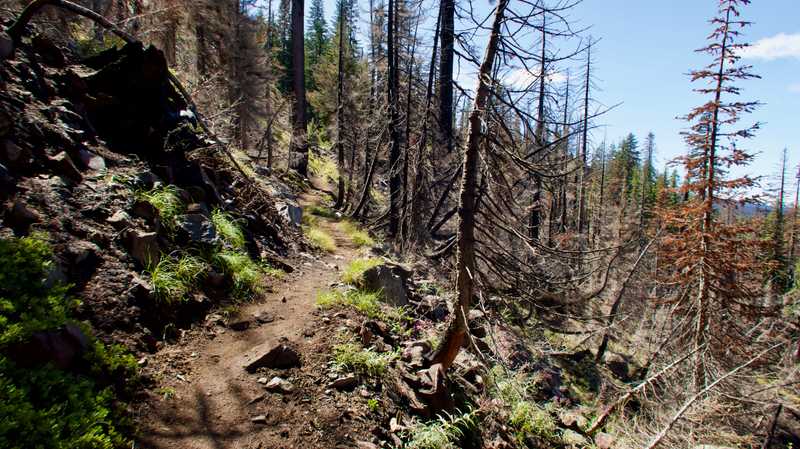 Entering a burn area on the PCT
