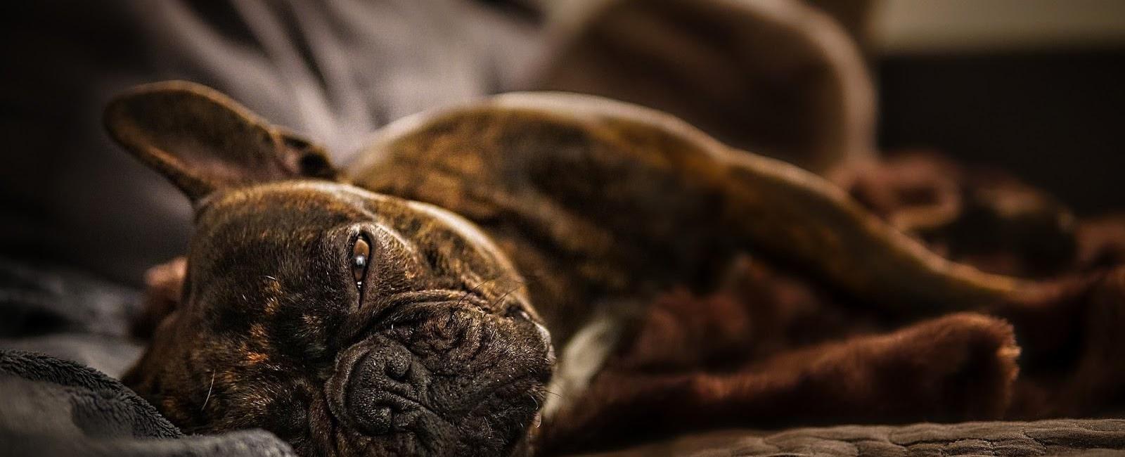 Dog Sleeps with Their Bum Facing You? Here’s Why