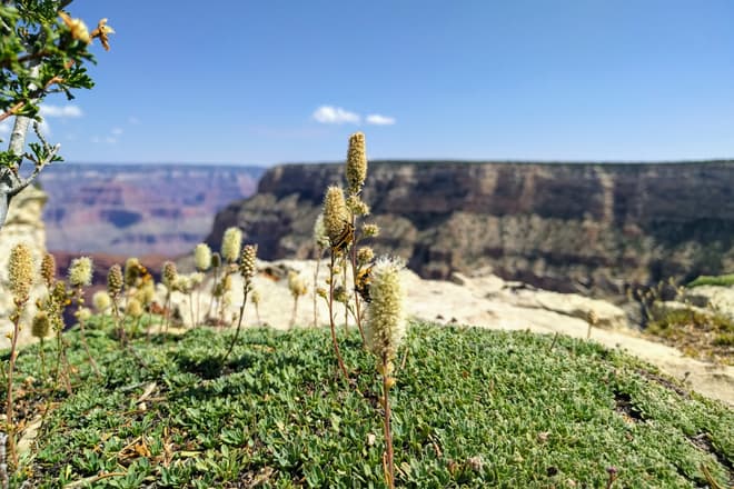 Long, wide, thin yellow and black beetles cover the flowers of a low, moss-like plant. In the distance, the walls of the Grand Canyon can be seen.