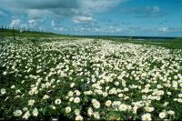 A field of daisies.