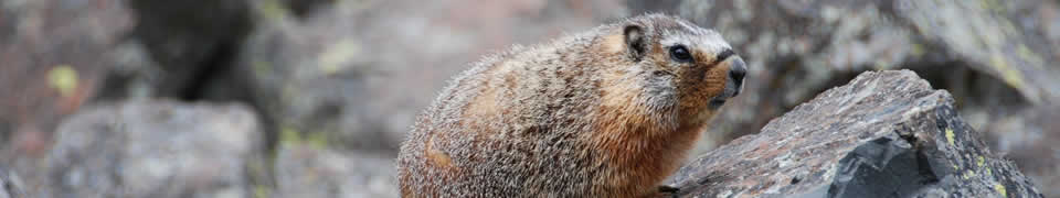 Beaver removal in Rockford, IL