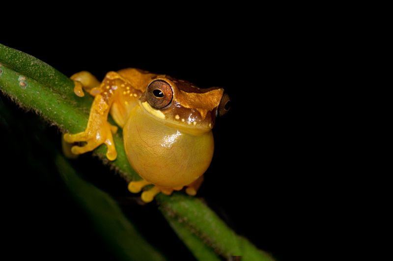 Arenal Wildlife Tours