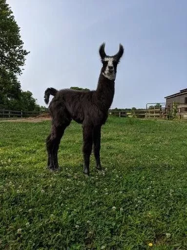 A llama named Chewy