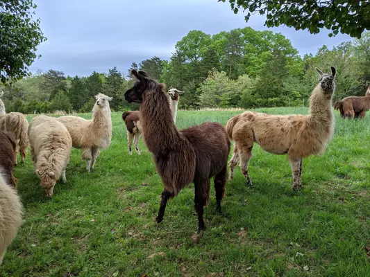 An image of a number of llamas in a field