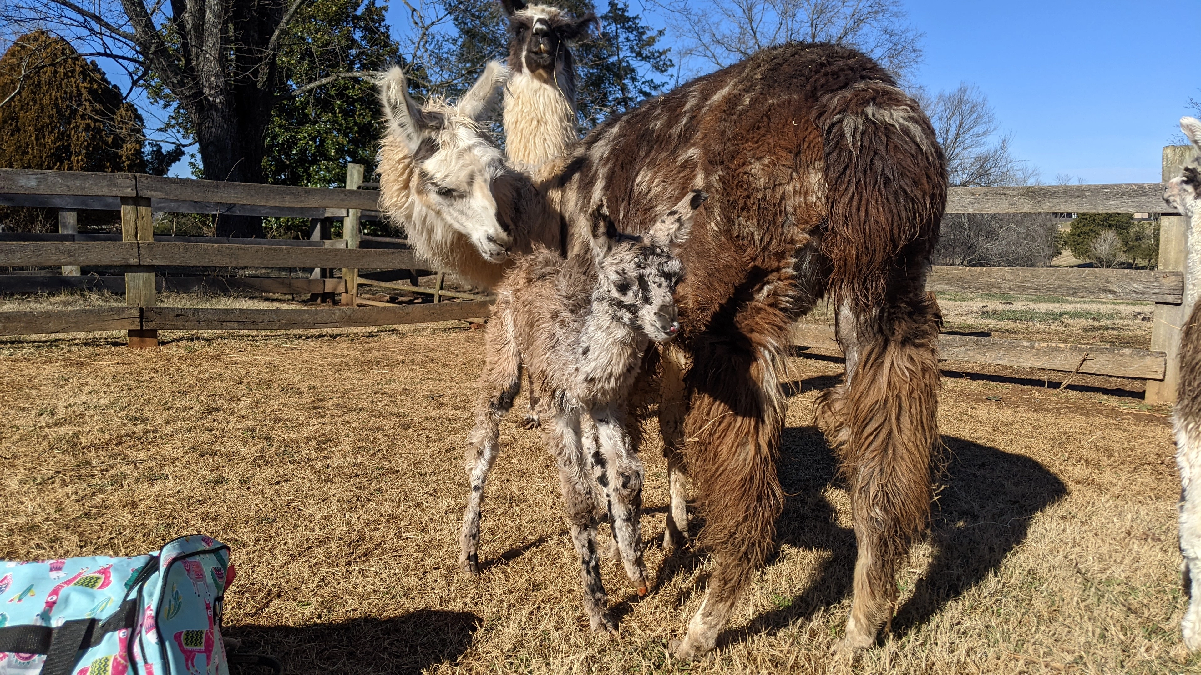 An image of a newborn llama named Fitz