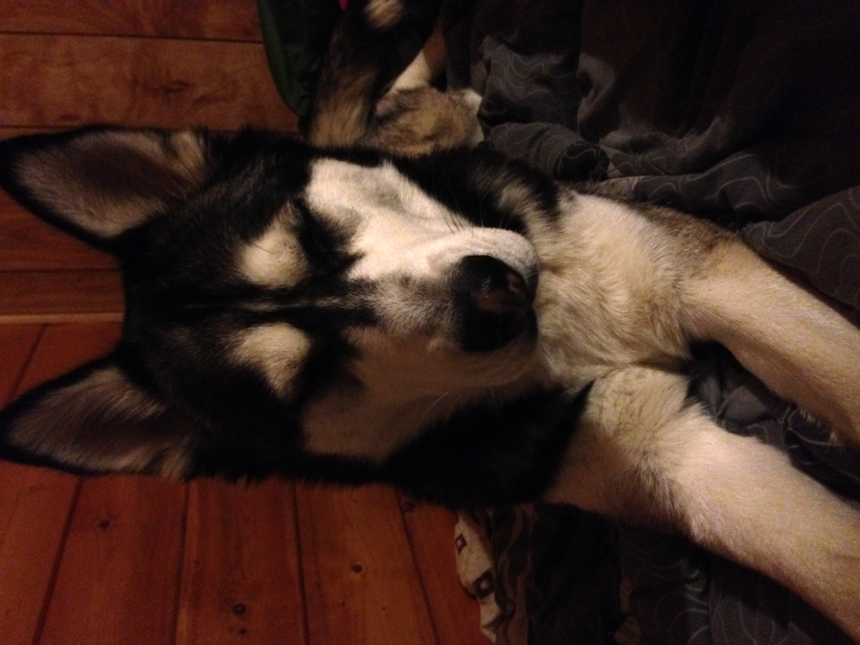 Black and white husky falling asleep while sitting up.