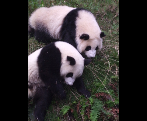 China Pandas 3