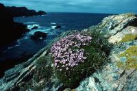 Moss Campion growing by a cliff