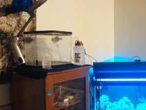 Stocking a 5 Gallon Starter Desktop Aquarium With Fish