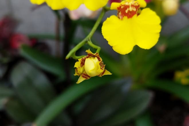 A yellow and purple orchid flower bud, about to bloom. Behind it, other fully-opened flowers can be seen on the same stem.