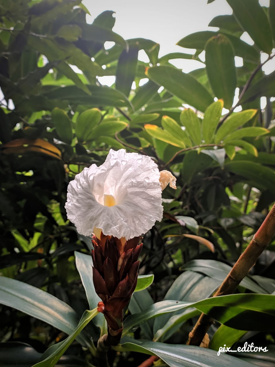 flower-bg-focused