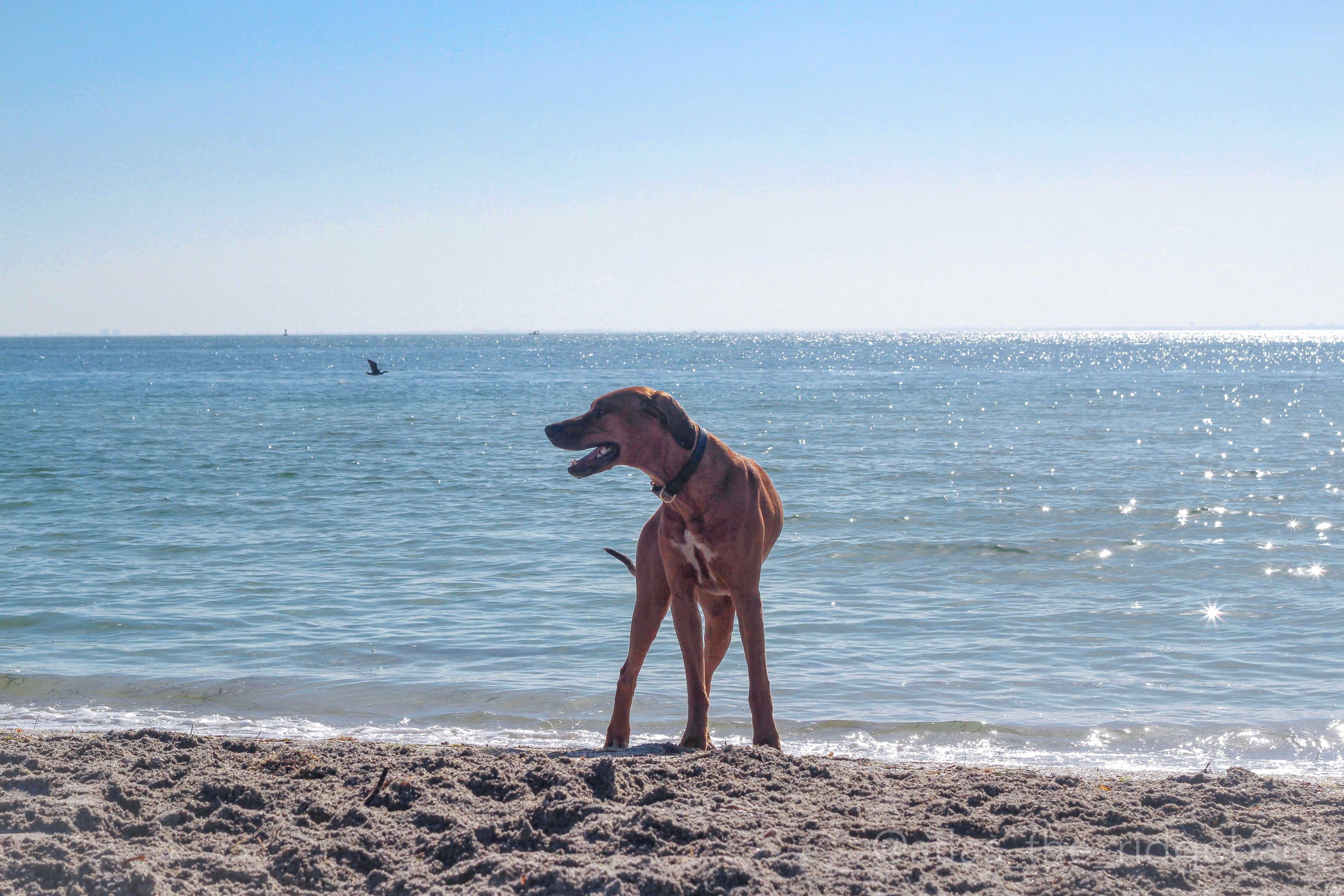 Warm Weather Destinations to Take Your Dog