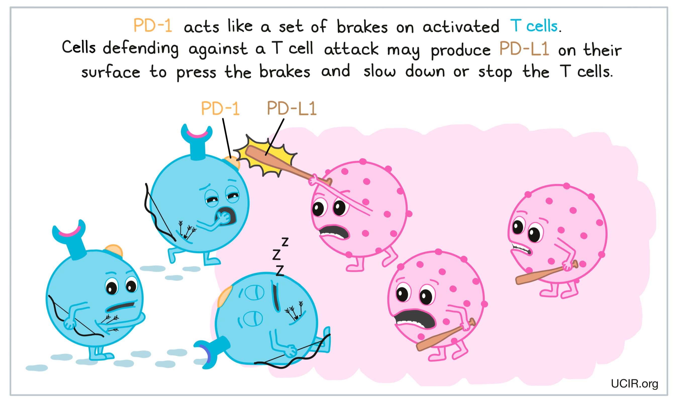 PD-1 acts like a set of brakes on activated T cells
