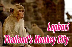 Exploring The Thailand Monkey City of Lopburi (and how to get there from Bangkok)