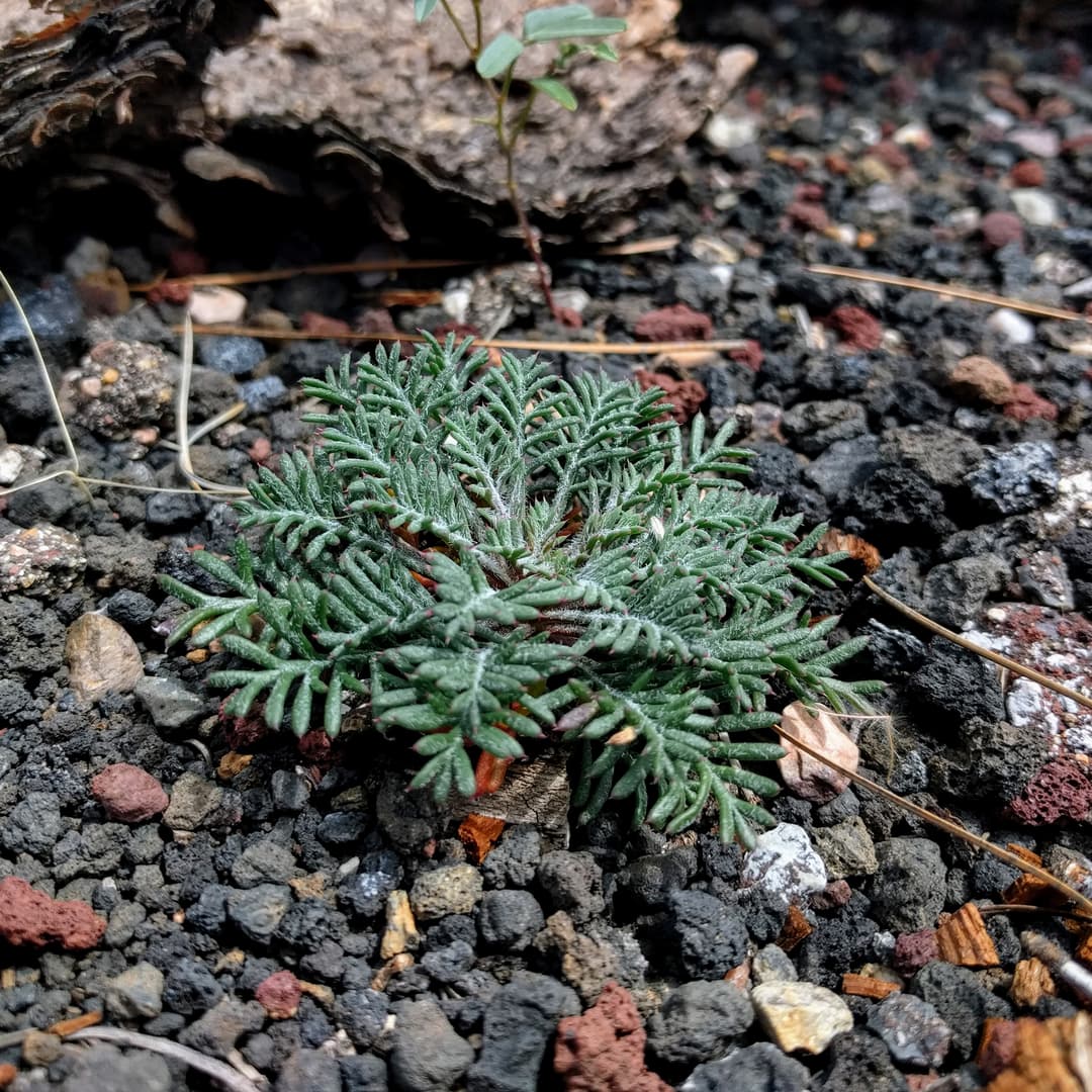 A small plant grows among volcanic cinders and pine needles.