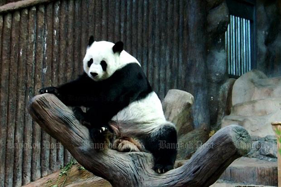 Lin Hui im Chiang Mai Zoo