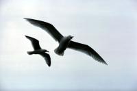 Two Great Black-backed Gulls in flight