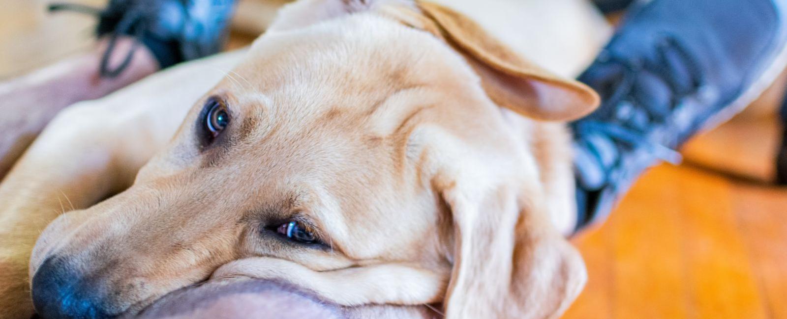 Why Do Dogs Sleep Between Your Legs?