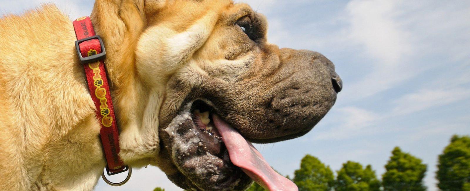 Why Do Dogs Drool Around Other Dogs?