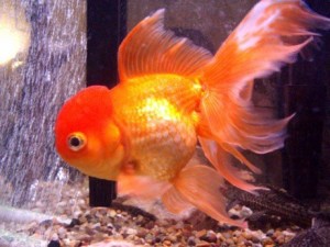 Fix Oranda Goldfish Constipation in 3 Easy Steps