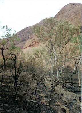 kata tjuta 7