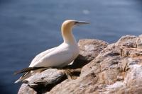Gannet rests on the side of a cliff