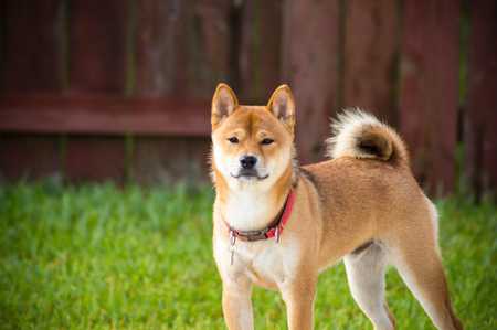 Shiba inu: weight and growth chart - Featured image