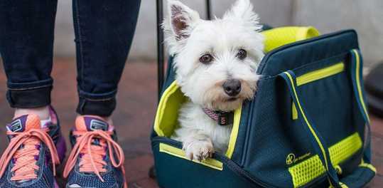 ​What to Know Before Flying with Your Dog