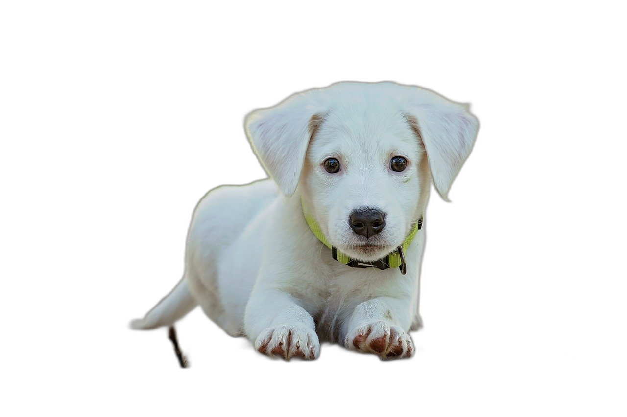 PNG To JPG Also other formats