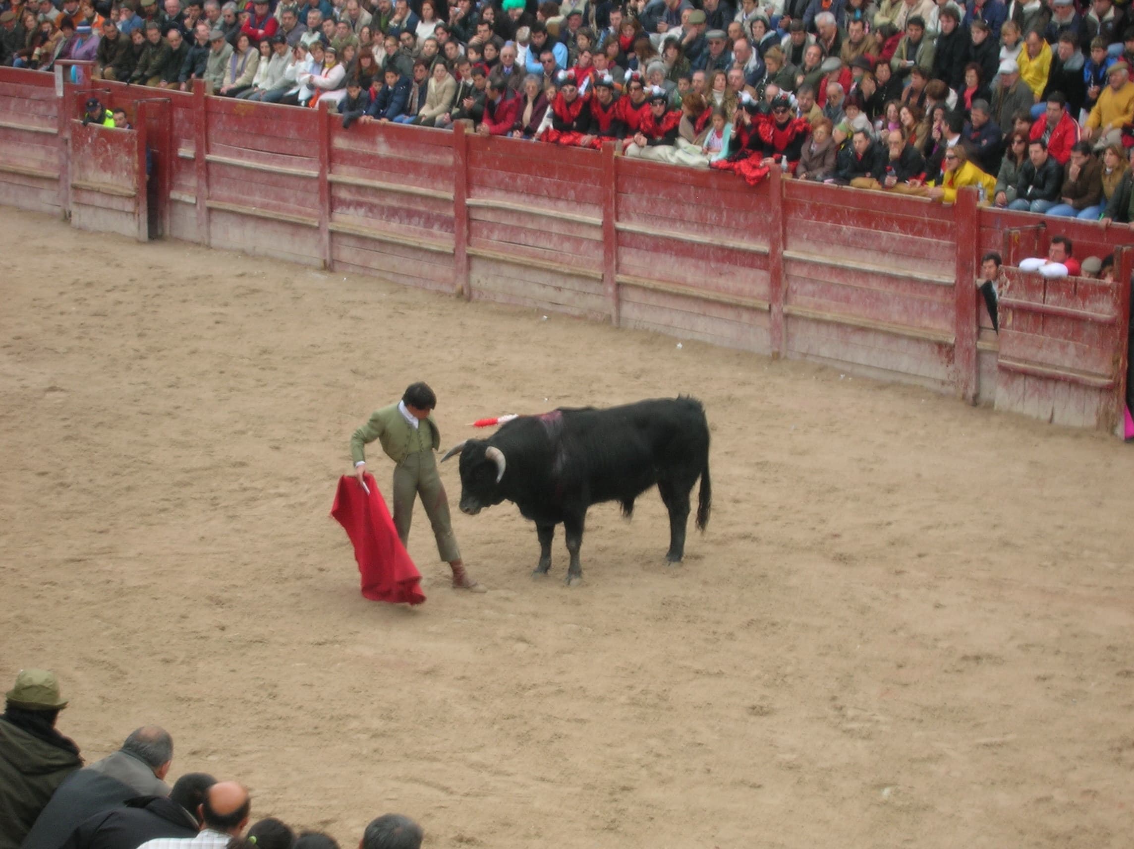 The bull is repeatedly stabbed by spears with red, decorative hilts