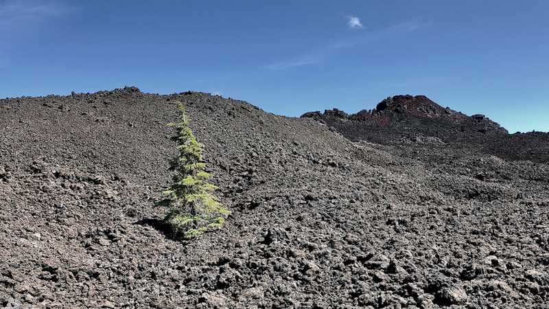 A small tree tries to grow among lava rocks and cinders